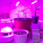 Вигідна альтернатива фітолампам: бюджетне та дієве підсвічування для розсади