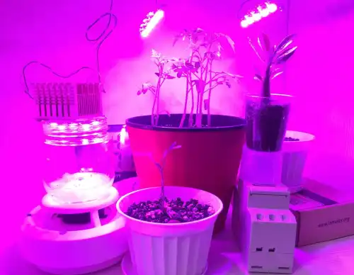 Вигідна альтернатива фітолампам: бюджетне та дієве підсвічування для розсади