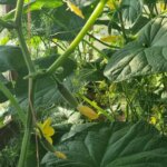 Не губіть грядку: що посадити після огірків для оздоровлення ґрунту