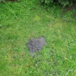 Як боротися з крітами на ділянці: перевірений спосіб