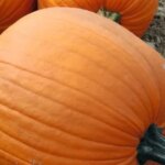 Гарбузове насіння: прибуткова справа.