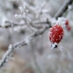 Що та як укрити на зиму в саду?