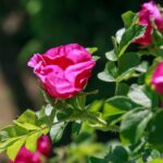 Навіщо класти часник поруч із трояндами: несподіваний ефект