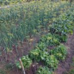 Чому ці 5 пар рослин гублять один одного на грядці