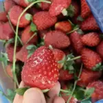 5 промахів з суницею, що “обкрадають” твій збір: мій трирічний…