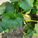 Помилка, що веде до низького врожаю: що садити після кабачків