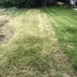 Як ми випадково вивели кротів і зберегли газон