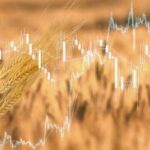 Канада, Молдова та Сербія витіснили Україну на пшеничному ринку ЄС.