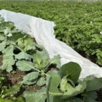 Що посадити після капусти, щоб обдурити шкідників та отримати подвійний…