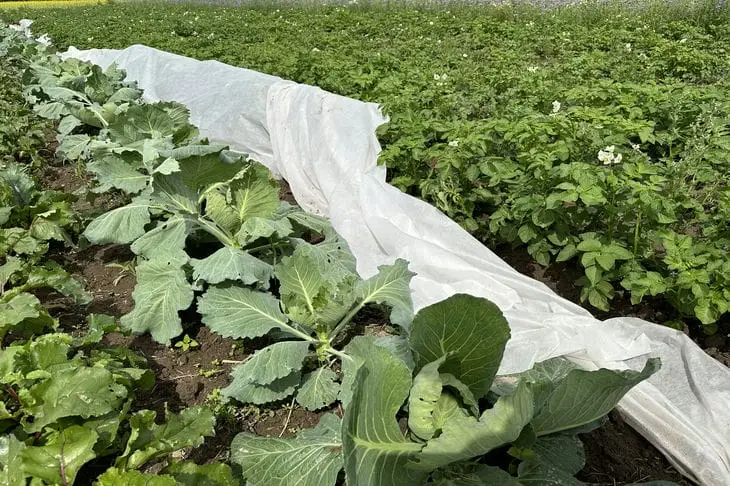 Що посадити після капусти, щоб обдурити шкідників та отримати подвійний урожай: хитрість…
