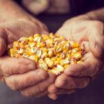 Збут української кукурудзи в ЄС скоротився.