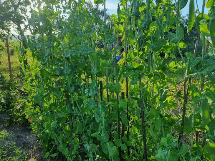 Чому не можна садити горох поруч із цибулею: фатальна помилка