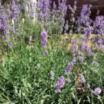 Лаванда: два ключові моменти для успішного вирощування цієї чудової квітки.