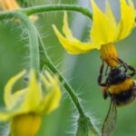 У Британії почали вивчення, що трансформує фруктове садівництво.