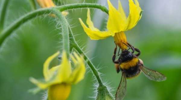 У Британії почали вивчення, що трансформує фруктове садівництво.