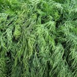 Що садити після кропу: маленький секрет для безперервного конвеєра зелені