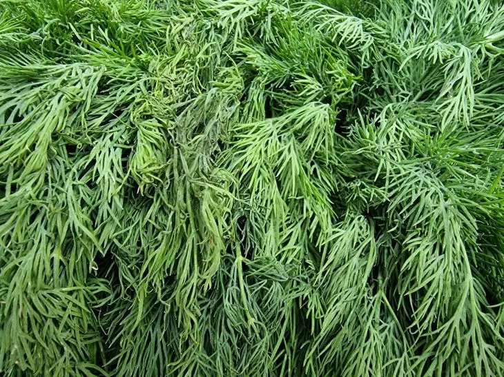 Що садити після кропу: маленький секрет для безперервного конвеєра зелені