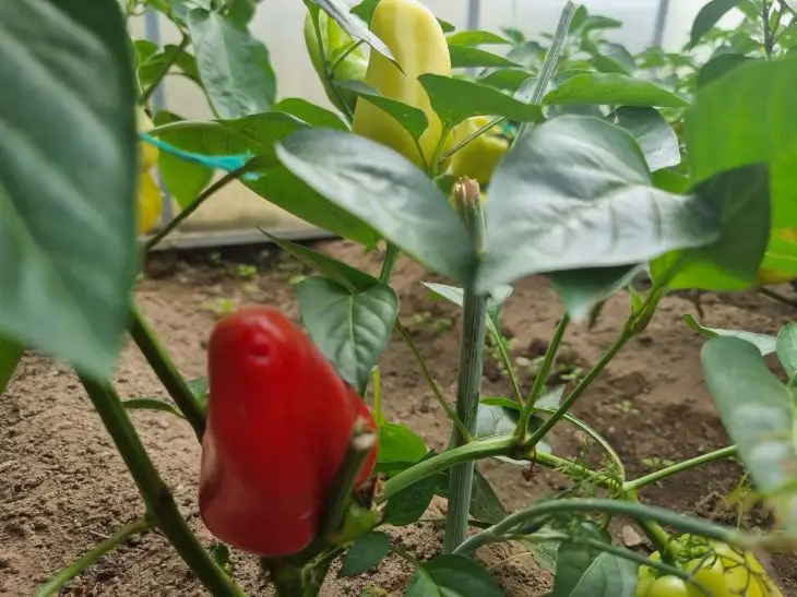 Що посадити після перцю: план для теплиці, де хворіли пасльонові перец