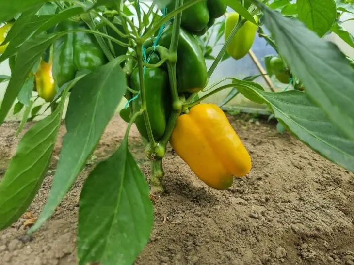 Як перець шкодить бобам: невидима боротьба за їжу під землею