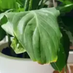 В’януть та жовтіють кінчики листків спатифілума? Чотири помилки догляду, які слід виправити.