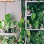 Як вберегтися від зараженої кімнатної квітки: 5 симптомів нездорової рослини