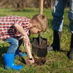 Які роботи чекають на дачі у серпні?