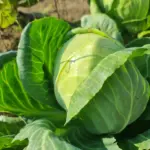 Чому не можна садити капусту після редьки: правда про хвороби