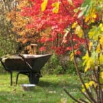 Календар дачника Чим зайнятися у листопаді?