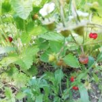 Чим оздоровити ґрунт після суниці: що посіяти на звільненій плантації