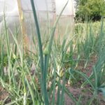 Після цибулі: що посадити, щоб грунт сказав вам «дякую»