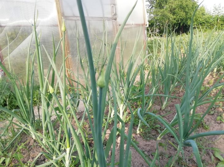 Після цибулі: що посадити, щоб грунт сказав вам «дякую»