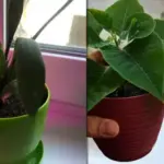 Кімнатні квіти – викинуті гроші: як вберегтися від хитрощів реклами?