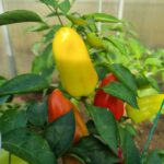 Що посіяти після перцю для її відновлення: про це не&hellip;