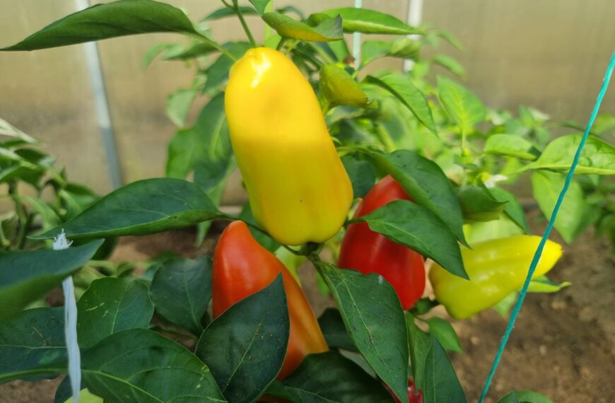 Що посіяти після перцю для її відновлення: про це не розповість сусід&hellip;