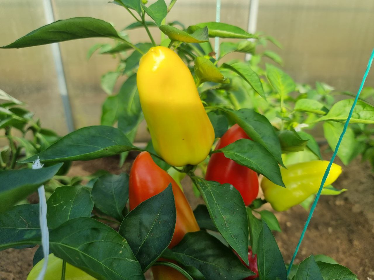 Що посіяти після перцю для її відновлення: про це не розповість сусід&hellip;