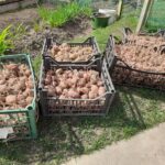 Що буде, якщо садити картоплю на одному місці три роки поспіль