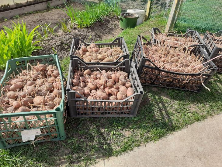 Що буде, якщо садити картоплю на одному місці три роки поспіль картофель