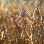 Україна зменшить вивіз сої майже на 40%