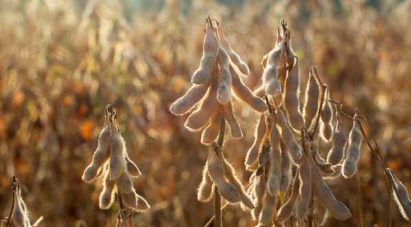 Україна зменшить вивіз сої майже на 40%