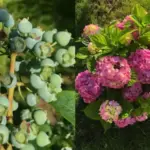 Не викорчовуй ялинки: що висадити біля хвої, щоб мати збір