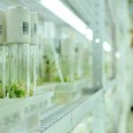 У Штатах створили види пшениці, що продукують поживні речовини.