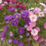 Календар дачника Чим зайнятися у вересні?