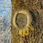 Очищення занедбаного саду від лишайників одним обприскуванням: дієвий спосіб