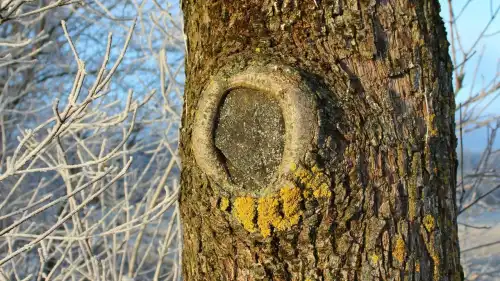 Очищення занедбаного саду від лишайників одним обприскуванням: дієвий спосіб