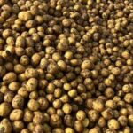 ФАО має намір передати українцям 180 тонн насінної картоплі: триває пошук постачальників.