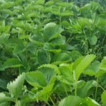 Яку культуру посіяти після полуниці: покращуємо ґрунт за один сезон