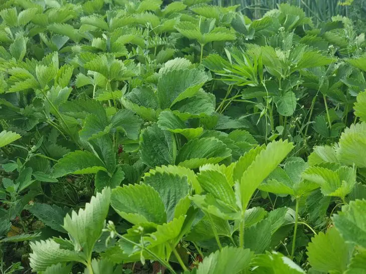 Яку культуру посіяти після полуниці: покращуємо ґрунт за один сезон