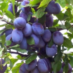 Саджанці слив оптом від компанії «Яскрава»: надійний вибір для врожайних…