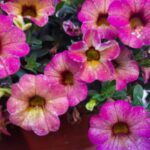 Примхлива петунія: як посіяти дрібне насіння, щоб воно зійшло стіною