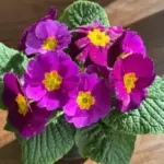 Троянда зів’яне: вчасно розпізнайте ці три сигнали